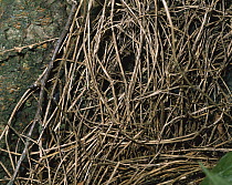 Common Pillbug (Armadillidium vulgare) garden habitat, worldwide distribution