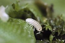 Common Pillbug (Armadillidium vulgare) baby, worldwide distribution