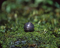 Common Pillbug (Armadillidium vulgare) adult rolled into protective ball, worldwide distribution, sequence 3 of 3