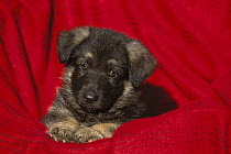 German Shepherd (Canis familiaris) portrait of a puppy laying on red fabric