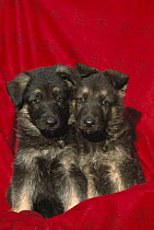German Shepherd (Canis familiaris) portrait of two puppies sitting on red fabric