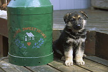 German Shepherd (Canis familiaris) puppy sitting on a deck beside a milk container stenciled with 'home sweet home'