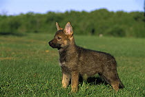 German Shepherd (Canis familiaris) female puppy standing alert on grassy lawn