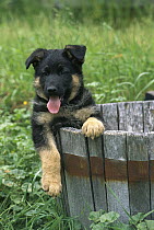 German Shepherd (Canis familiaris) puppy in planter