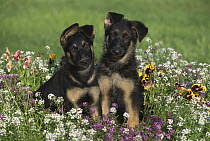 German Shepherd (Canis familiaris) portrait of two alert puppies sitting among alyssum and pansies