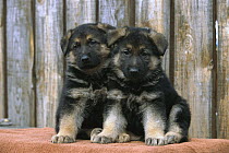 German Shepherd (Canis familiaris) portrait of two alert puppies sitting together in front of a wooden fence