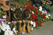 German Shepherd (Canis familiaris) portrait of two puppies sitting among petunias and impatiens along a garden path