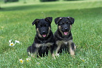 German Shepherd (Canis familiaris) portrait of two puppies sitting together in green grass