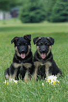 German Shepherd (Canis familiaris) portrait of two puppies sitting together in green grass