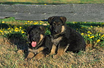 German Shepherd (Canis familiaris) portrait of two puppies sitting together at base of fence