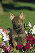 German Shepherd (Canis familiaris) portrait of a puppy sitting among petunia flowers