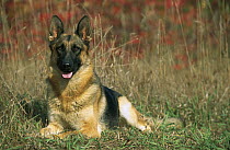 German Shepherd (Canis familiaris) portrait of an alert adult resting in grassy field