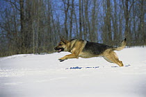 German Shepherd (Canis familiaris) adult male running through snow