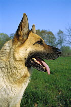 German Shepherd (Canis familiaris) close-up portrait in profile of an adult dog