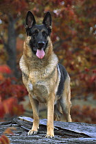 German Shepherd (Canis familiaris) portrait of an alert adult dog with fall colors in the background