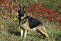 German Shepherd (Canis familiaris) portrait of an alert adult female dog with fall colors in the background