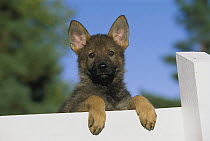 German Shepherd (Canis familiaris) puppy peering over the top of a fence