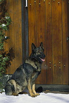 German Shepherd (Canis familiaris) sable-colored adult sitting on snowy ground near fence