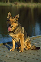 German Shepherd (Canis familiaris) portrait of an adult sitting on a dock