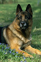 German Shepherd (Canis familiaris) adult resting on green grass among flowers, looking up curiously