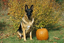 German Shepherd (Canis familiaris) adult portrait sitting near pumpkin