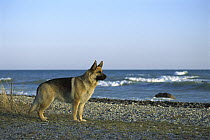 German Shepherd (Canis familiaris) alert adult standing on rocky beach