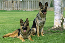 German Shepherd (Canis familiaris) two adults lounging on green lawn