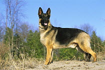 German Shepherd (Canis familiaris) adult male dog standing alert