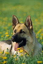 German Shepherd (Canis familiaris) close-up portrait of adult laying in field of dandelions