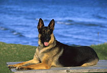 German Shepherd (Canis familiaris) adult resting atop picnic table overlooking the ocean