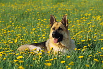German Shepherd (Canis familiaris) portrait of adult laying in field of dandelions