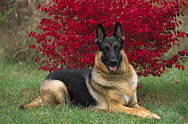 German Shepherd (Canis familiaris) adult resting in grass in front of tree in fall colors