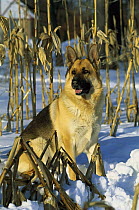 German Shepherd (Canis familiaris) portrait of adult sitting in snow among corn stalks