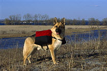 German Shepherd (Canis familiaris) adult on hike carrying a backpack