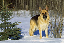 German Shepherd (Canis familiaris) portrait of an adult standing in the snow