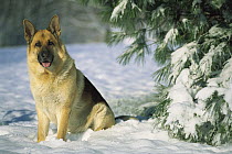 German Shepherd (Canis familiaris) portrait of an adult sitting in the snow