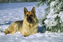 German Shepherd (Canis familiaris) portrait of an adult in the snow