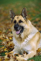 German Shepherd (Canis familiaris) portrait of adult laying on grass among fallen leaves
