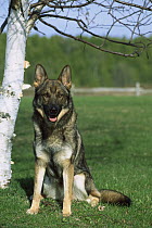 German Shepherd (Canis familiaris) portrait of adult sitting on grassy lawn