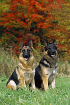 German Shepherd (Canis familiaris) portrait of two adults sitting in green grass
