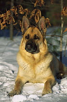German Shepherd (Canis familiaris) portrait of adult laying in snow
