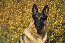 German Shepherd (Canis familiaris) portrait of adult with fall colors