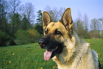 German Shepherd (Canis familiaris) close-up portrait of adult