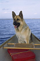 German Shepherd (Canis familiaris) adult sitting in a canoe