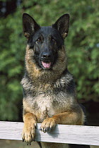German Shepherd (Canis familiaris) adult standing with front paws on a fence