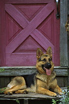 German Shepherd (Canis familiaris) portrait of adult resting on doorstep