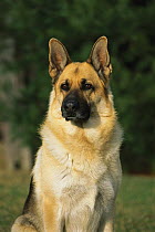 German Shepherd (Canis familiaris) adult portrait