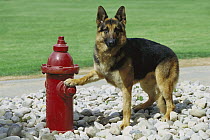 German Shepherd (Canis familiaris) adult standing with paw on red fire hydrant