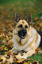 German Shepherd (Canis familiaris) portrait of adult laying on grass among fallen leaves