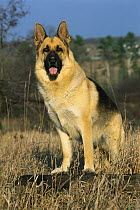 German Shepherd (Canis familiaris) portrait of adult standing on log among dry grass
